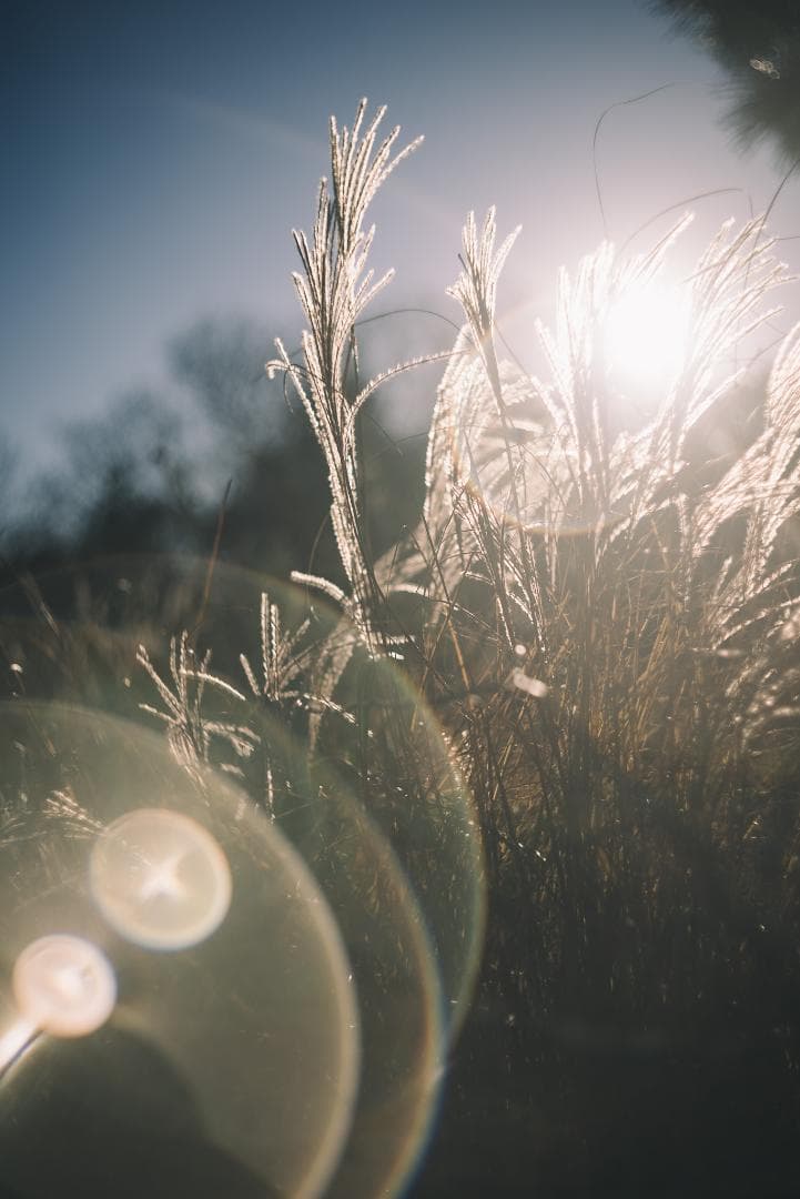 attraction様Leica Summar 50mm F2 オールドレンズ