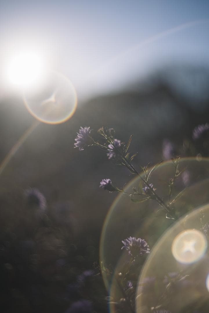 attraction様Leica Summar 50mm F2 オールドレンズ