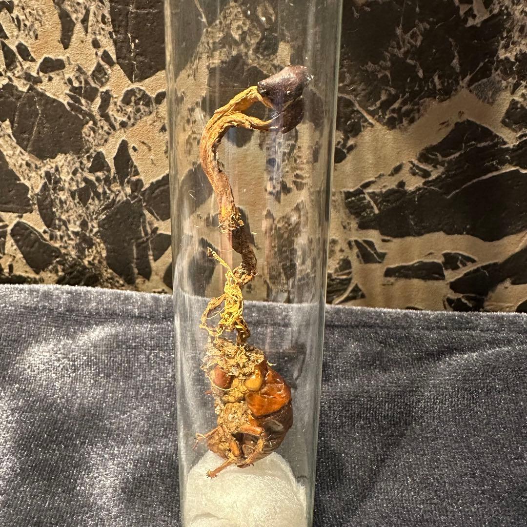 冬虫夏草 乾燥標本 オオセミタケ国産きのこ