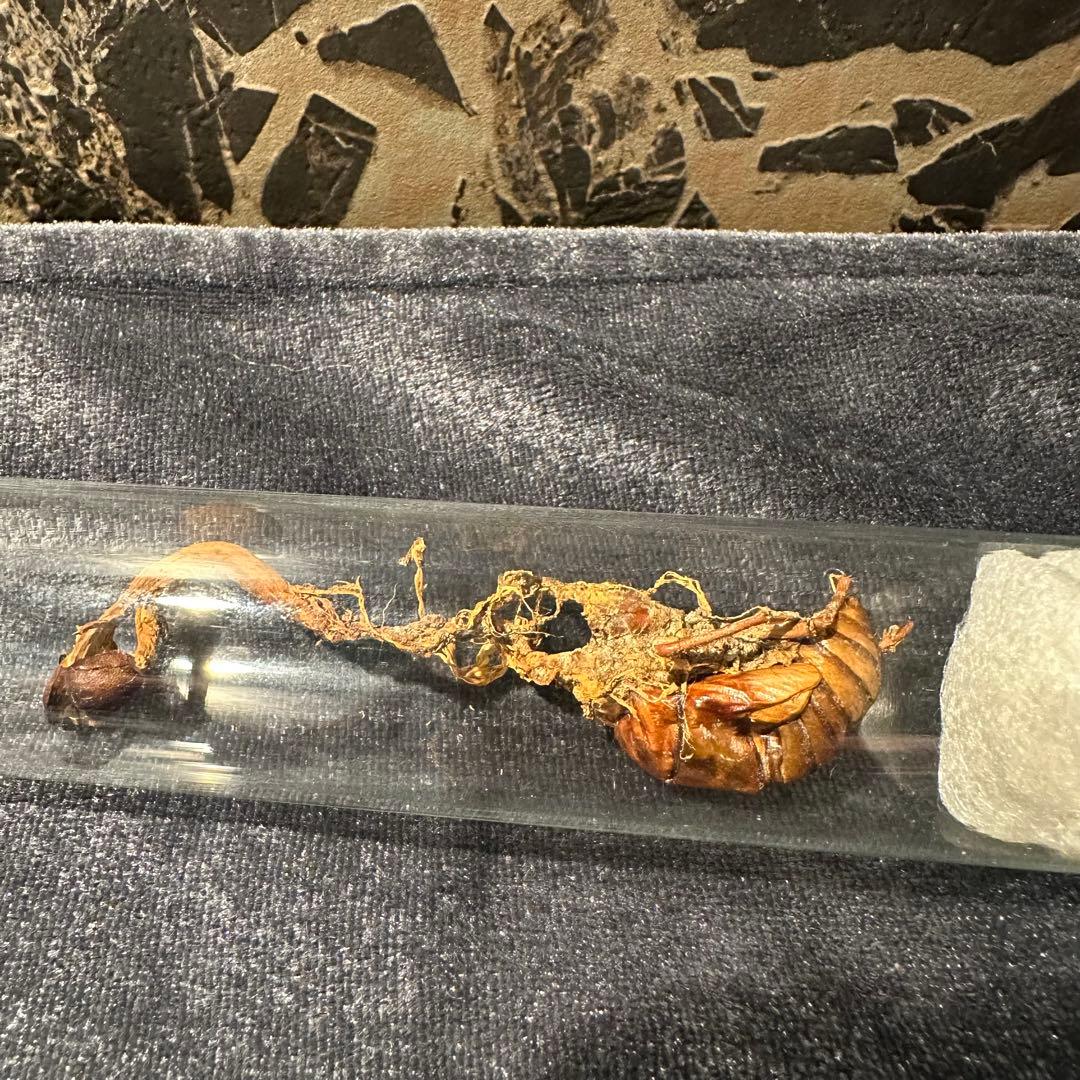 冬虫夏草 乾燥標本 オオセミタケ国産きのこ