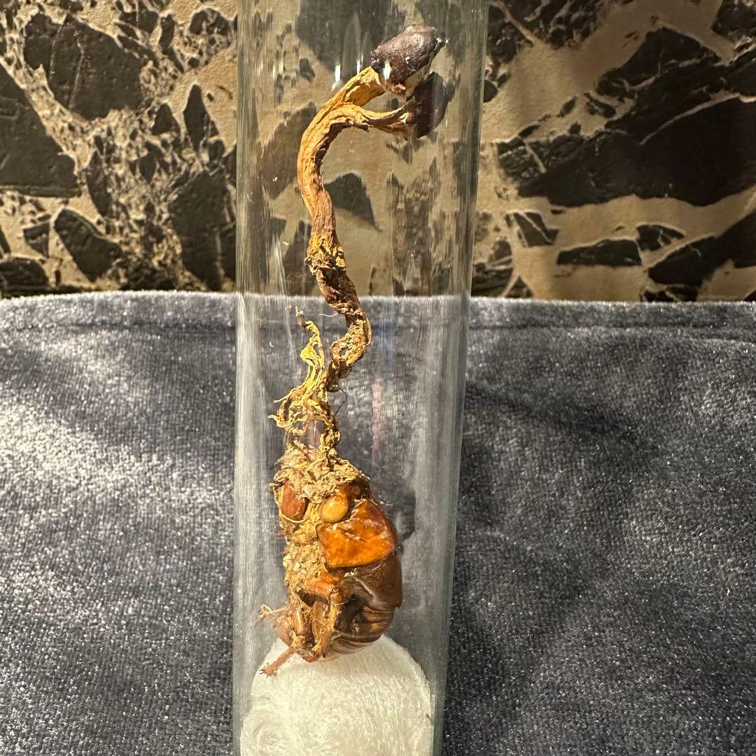 冬虫夏草 乾燥標本 オオセミタケ国産きのこ