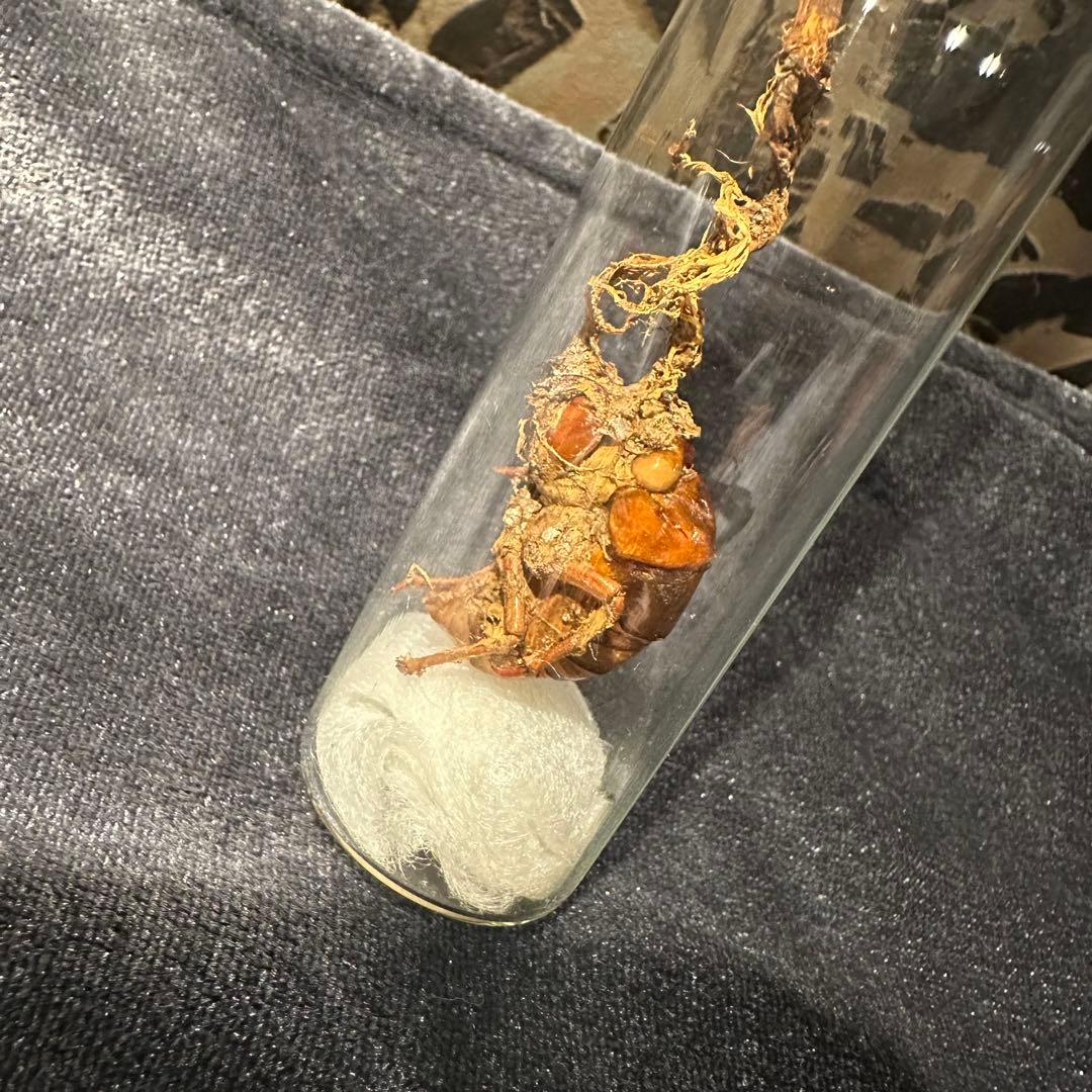 冬虫夏草 乾燥標本 オオセミタケ国産きのこ