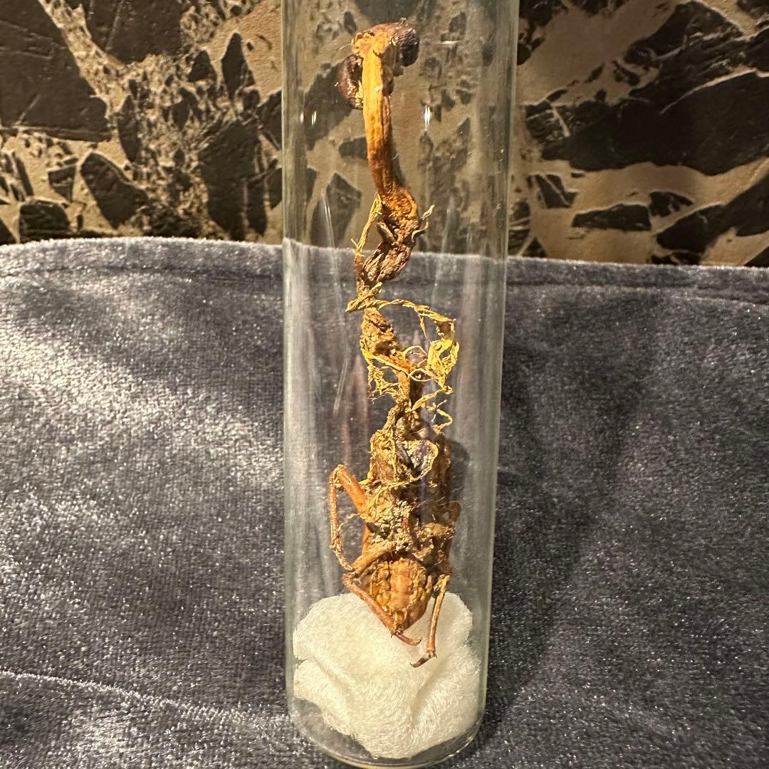 冬虫夏草 乾燥標本 オオセミタケ国産きのこ