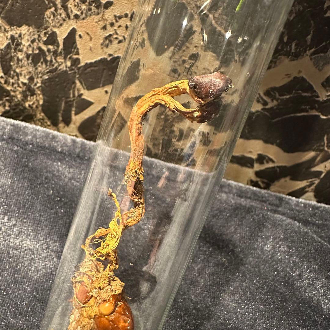 冬虫夏草 乾燥標本 オオセミタケ国産きのこ