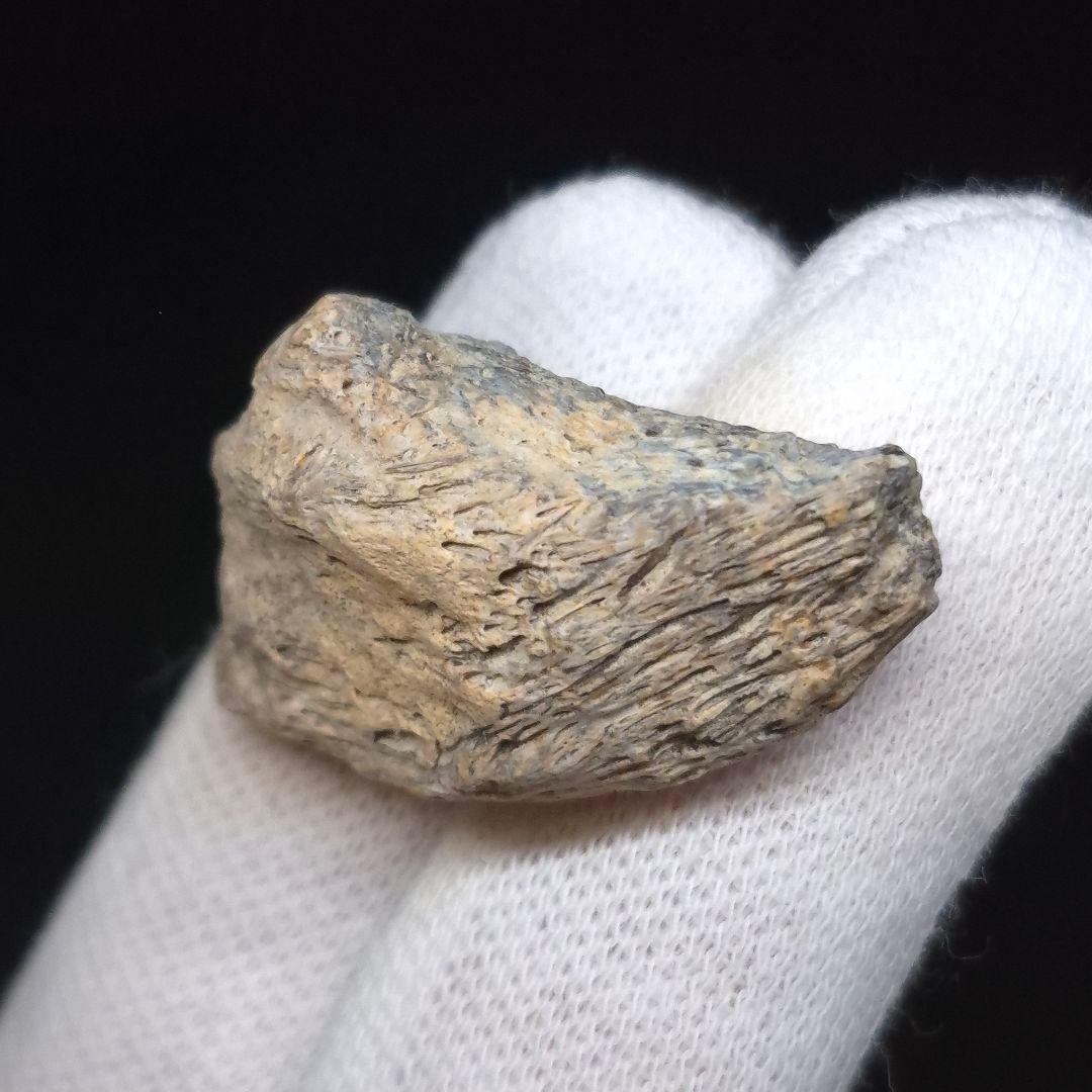 ティラノサウルス 化石 骨 本物 アメリカ 28.36mm ケース付 tb183