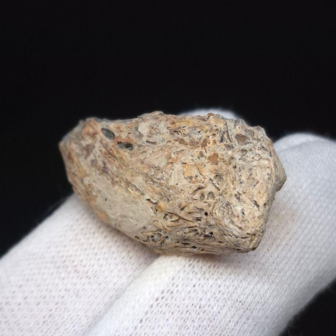 ティラノサウルス 化石 骨 本物 アメリカ 28.36mm ケース付 tb183