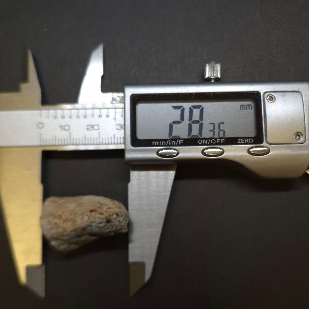 ティラノサウルス 化石 骨 本物 アメリカ 28.36mm ケース付 tb183