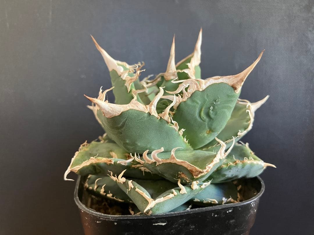 アガべチタノタ　コブラ　親株