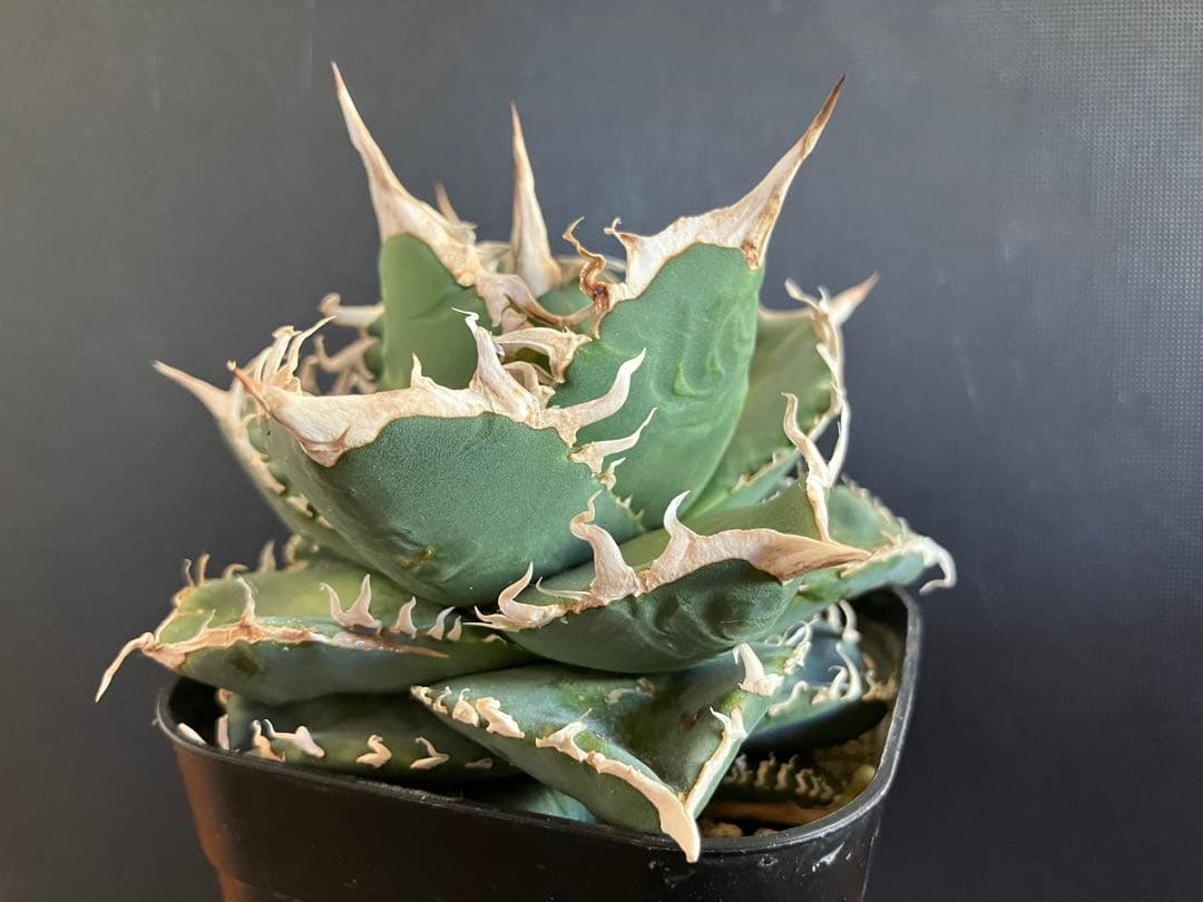 アガべチタノタ　コブラ　親株