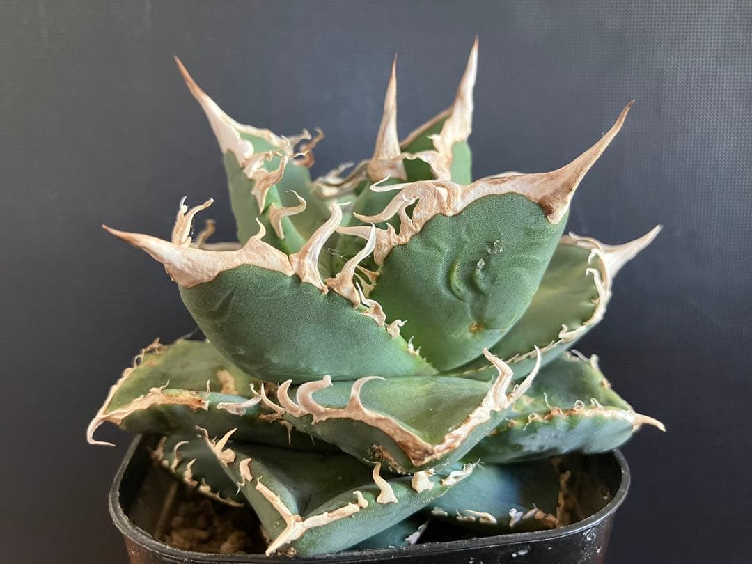 アガべチタノタ　コブラ　親株