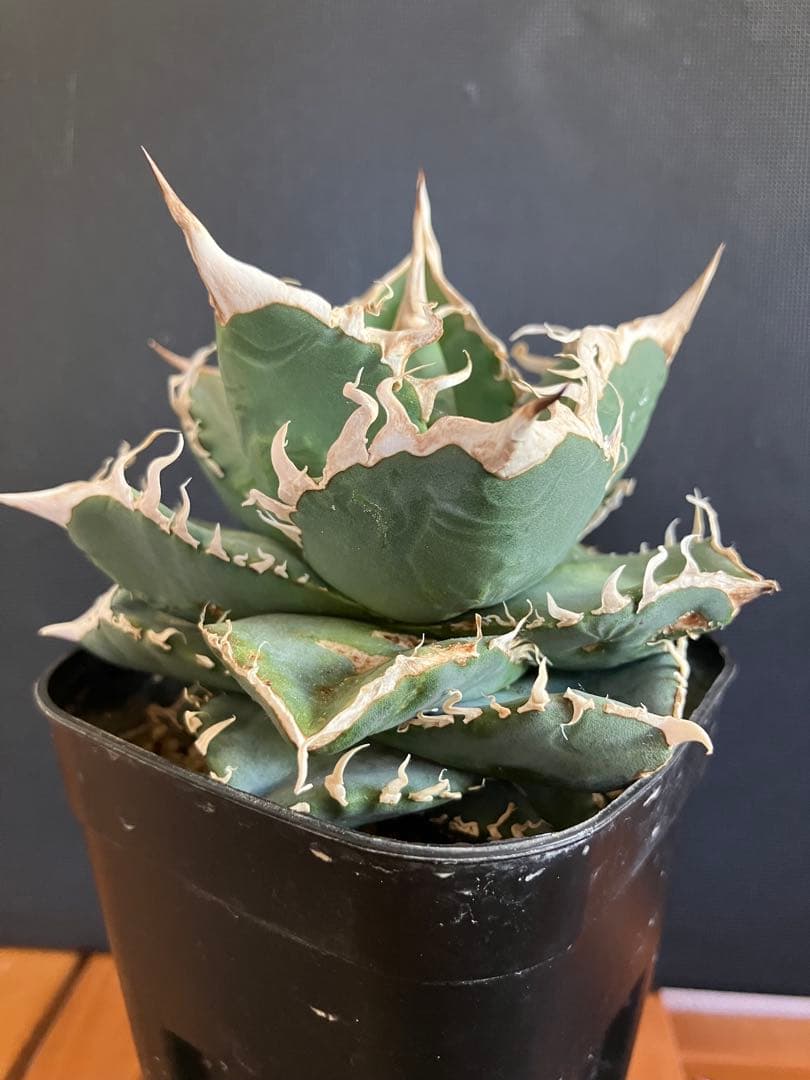 アガべチタノタ　コブラ　親株