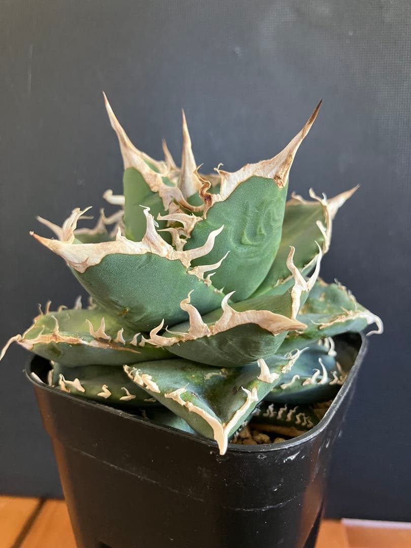 アガべチタノタ　コブラ　親株