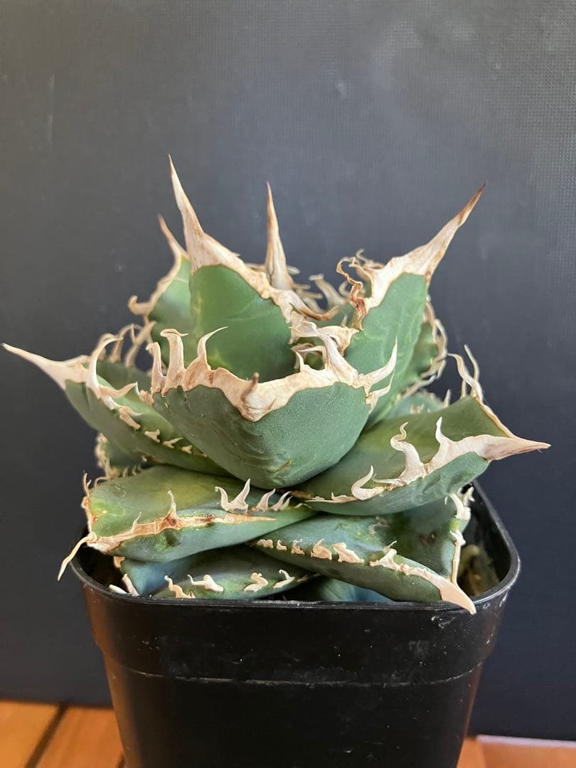 アガべチタノタ　コブラ　親株