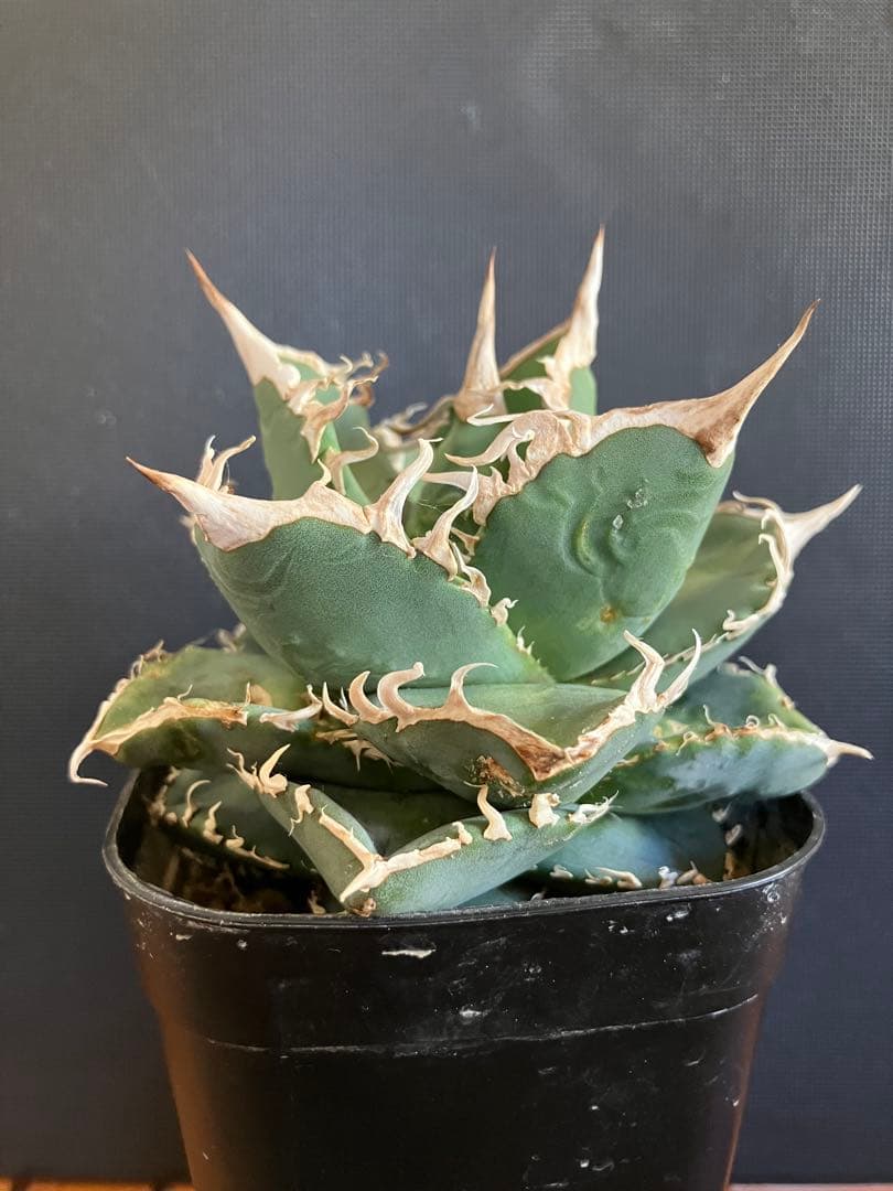 アガべチタノタ　コブラ　親株