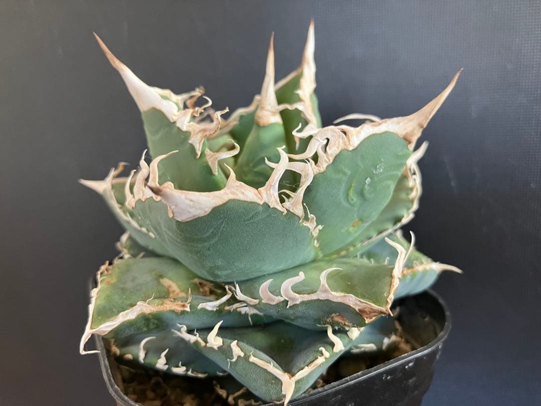 アガべチタノタ　コブラ　親株