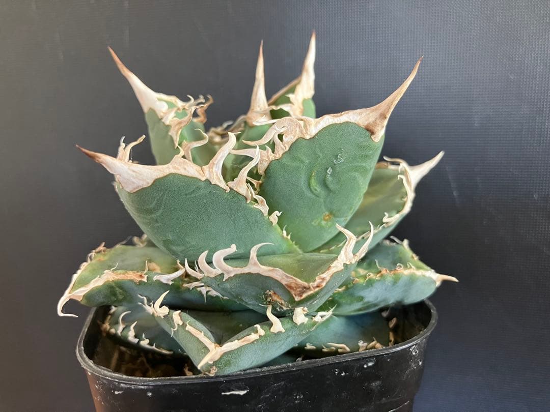 アガべチタノタ　コブラ　親株