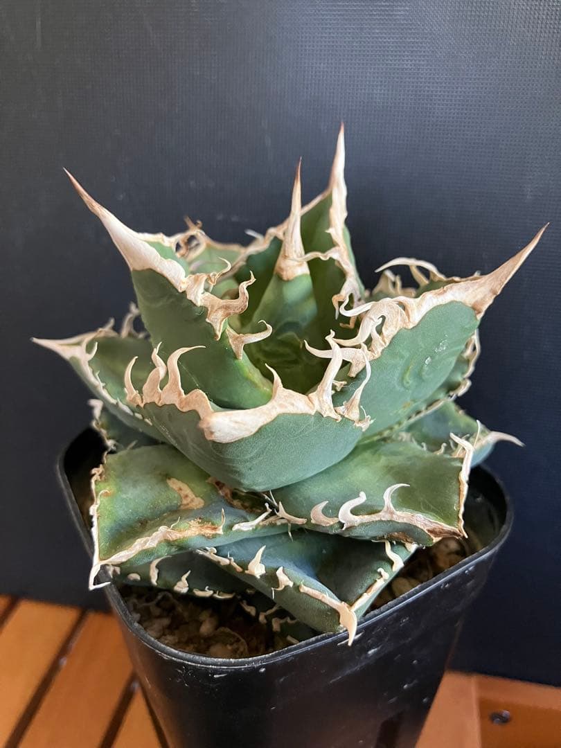 アガべチタノタ　コブラ　親株