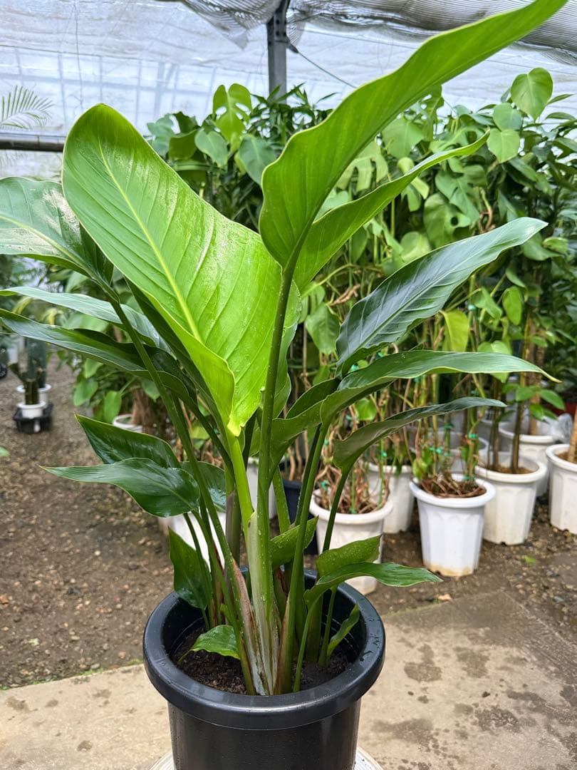 【特級品】ストレリチア オーガスタ 特大極上苗3株 8号鉢サイズ 鉢付き
