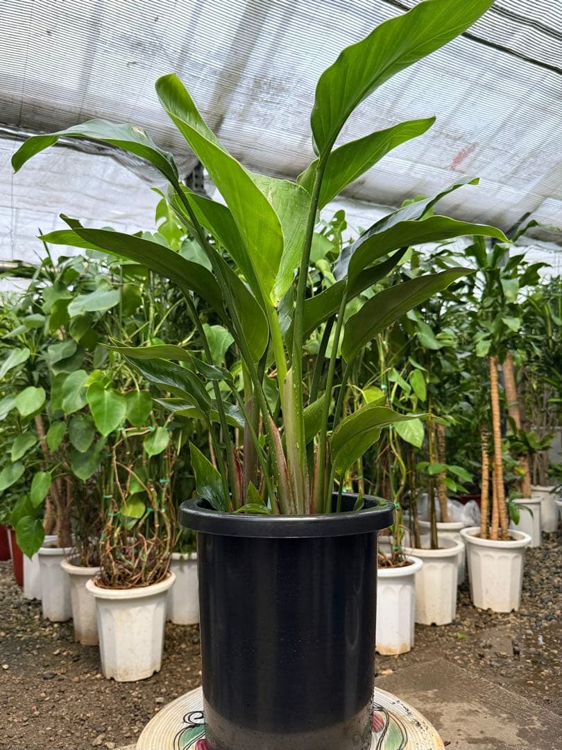 【特級品】ストレリチア オーガスタ 特大極上苗3株 8号鉢サイズ 鉢付き