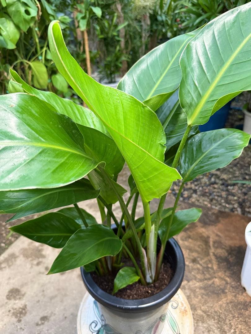 【特級品】ストレリチア オーガスタ 特大極上苗3株 8号鉢サイズ 鉢付き