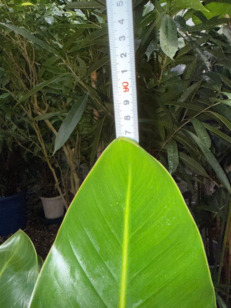 【特級品】ストレリチア オーガスタ 特大極上苗3株 8号鉢サイズ 鉢付き