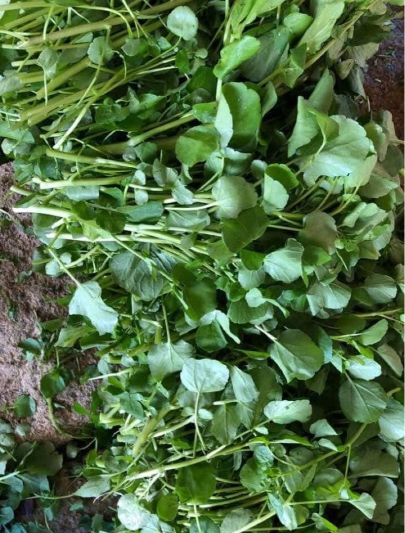 天然クレソン　採れたて2kg約＋ホムデンオマケクルー便発送