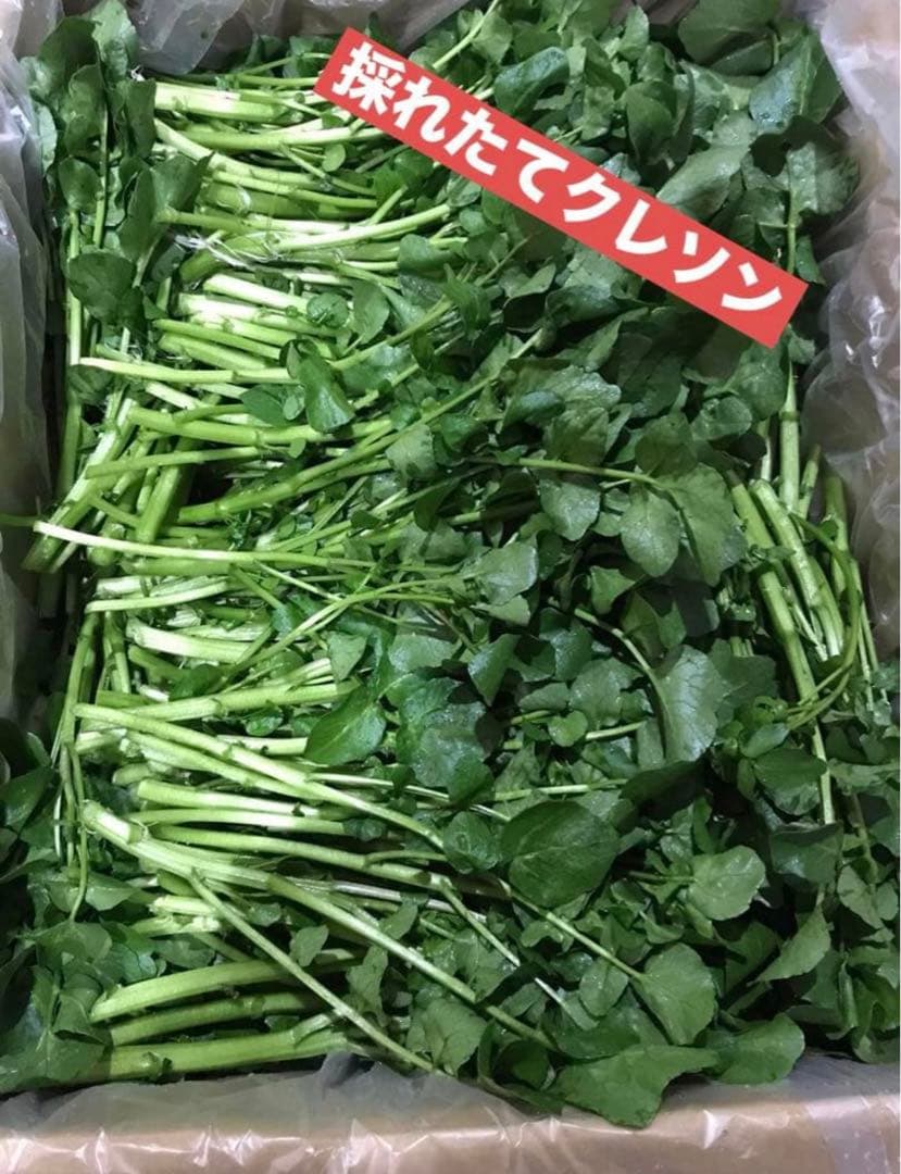 天然クレソン　採れたて2kg約＋ホムデンオマケクルー便発送
