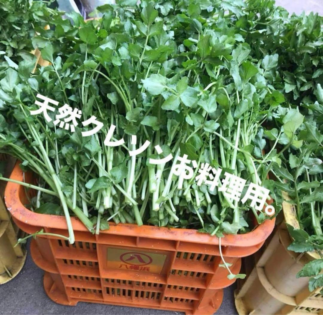 天然クレソン　採れたて2kg約＋ホムデンオマケクルー便発送