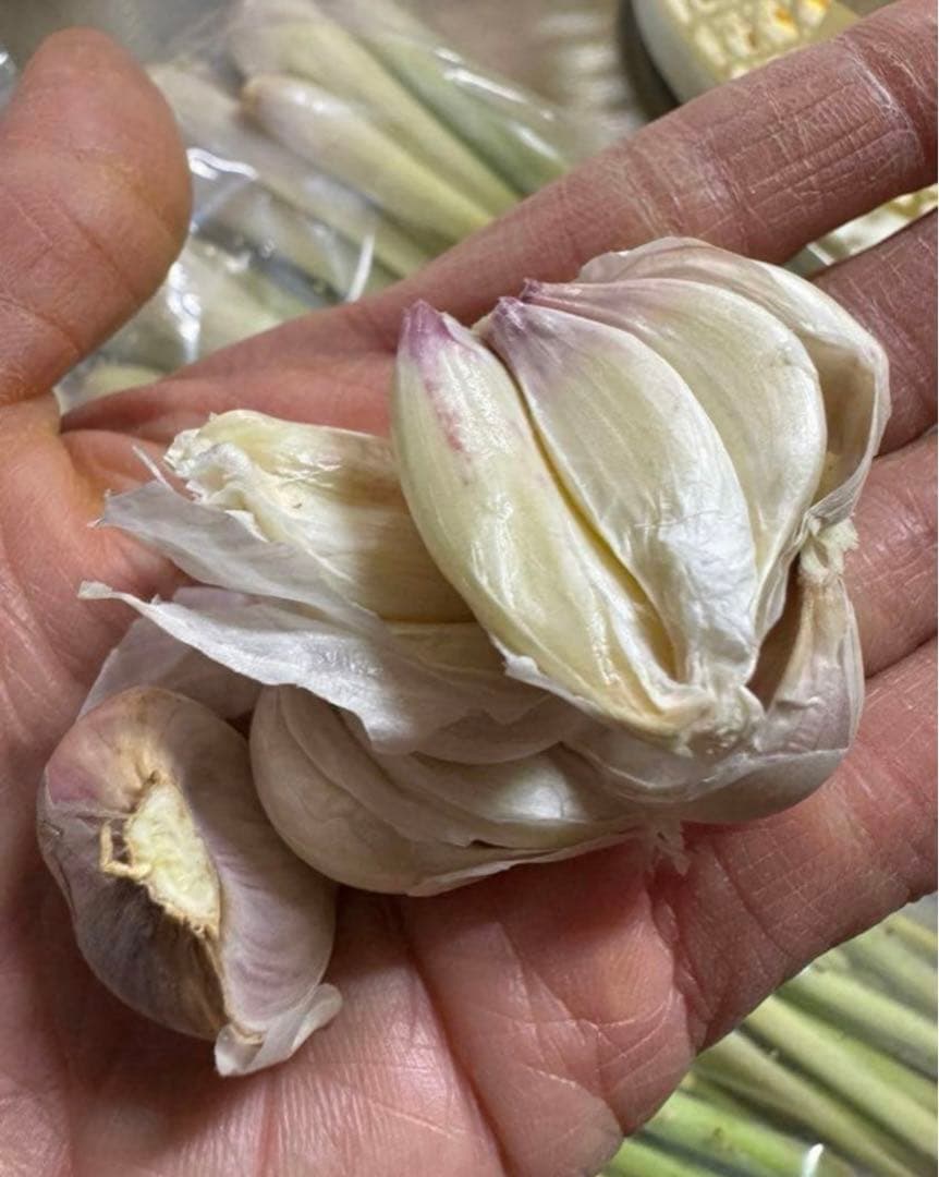 天然クレソン　採れたて2kg約＋ホムデンオマケクルー便発送