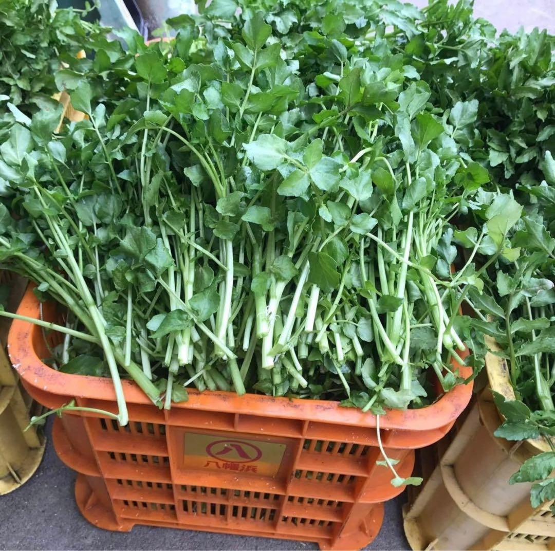 天然クレソン　採れたて2kg約＋ホムデンオマケクルー便発送