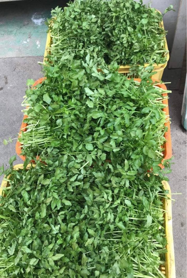 天然クレソン　採れたて2kg約＋ホムデンオマケクルー便発送