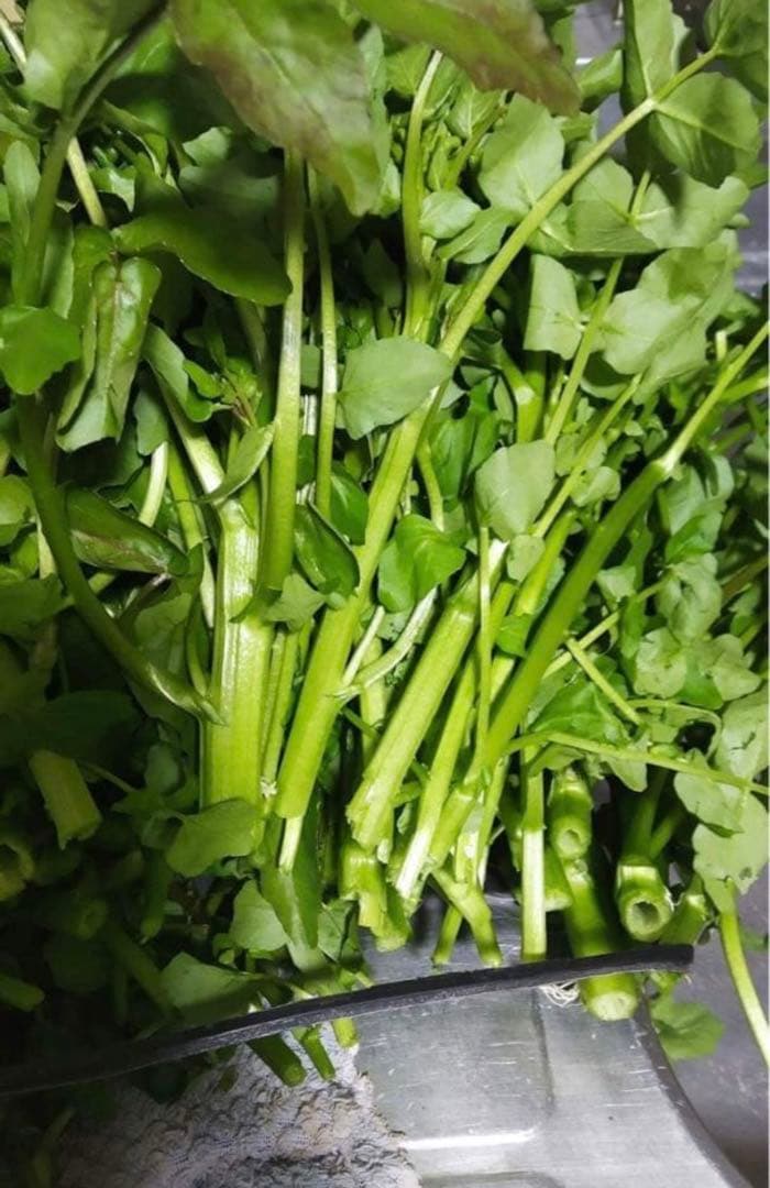 天然クレソン　採れたて2kg約＋ホムデンオマケクルー便発送