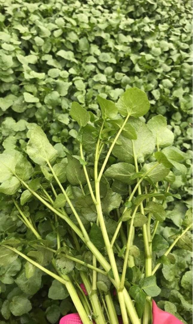 天然クレソン　採れたて2kg約＋ホムデンオマケクルー便発送