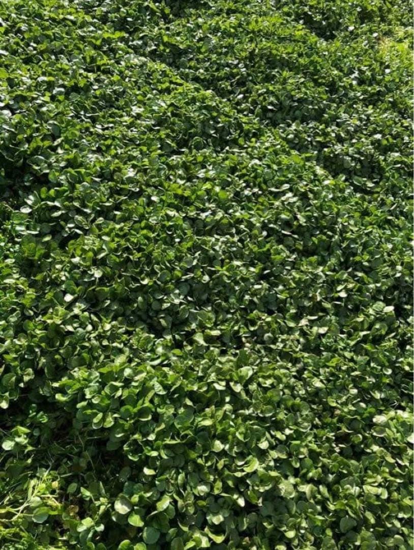 天然クレソン　採れたて2kg約＋ホムデンオマケクルー便発送