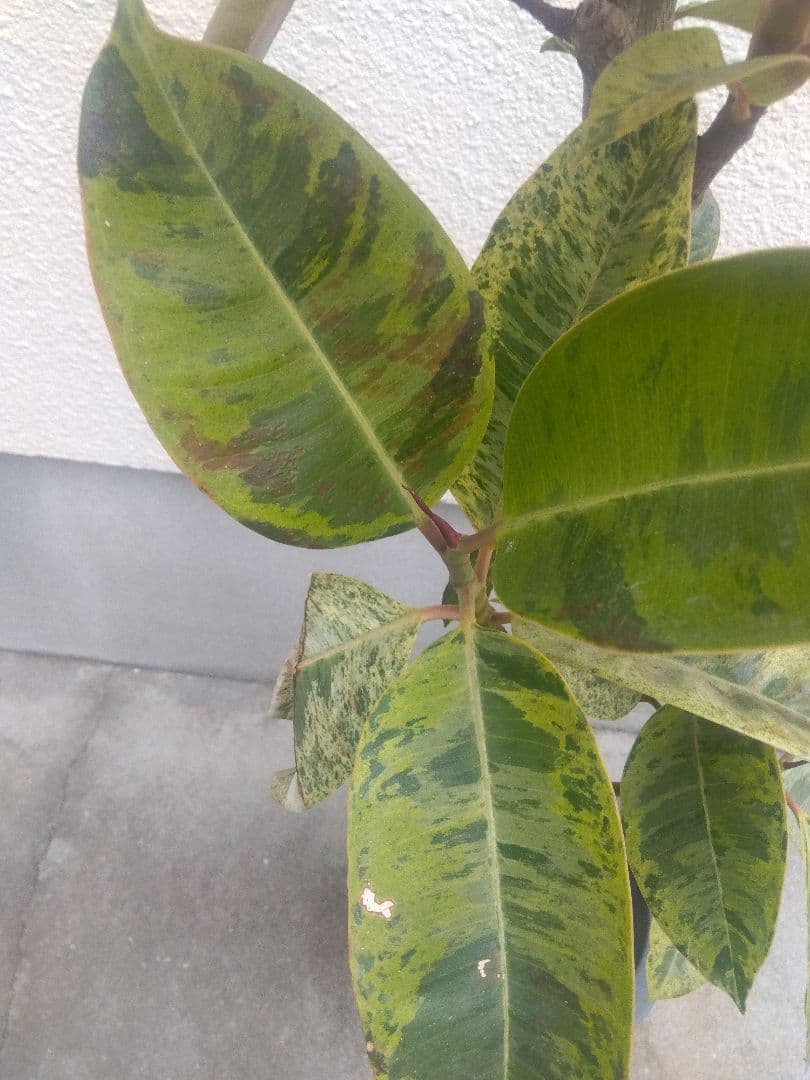 Non　フィカスジン　8号鉢つき