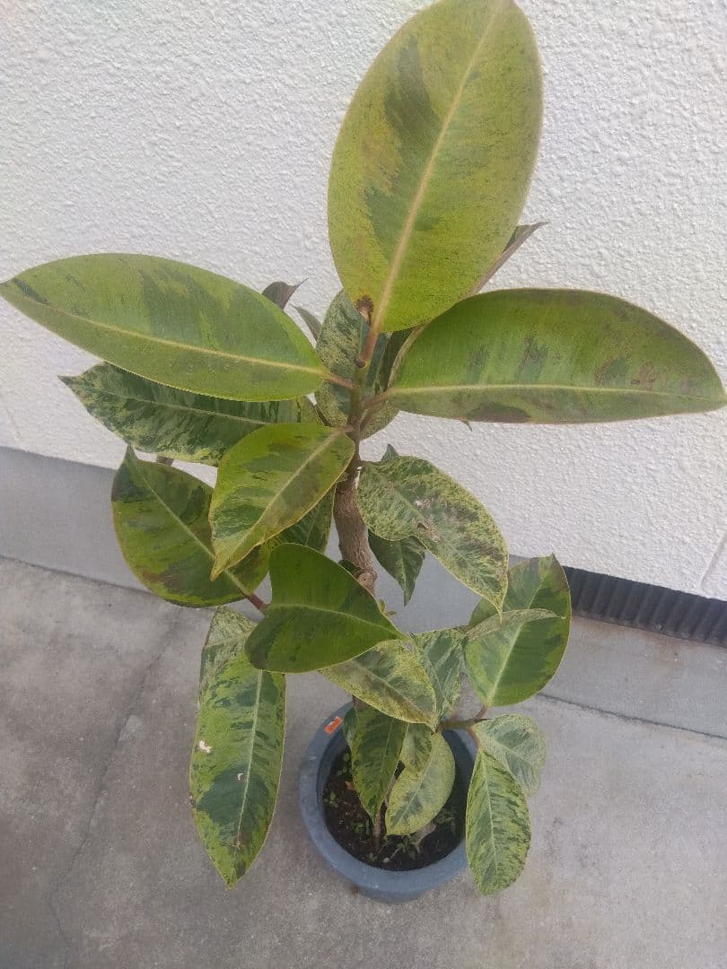 Non　フィカスジン　8号鉢つき