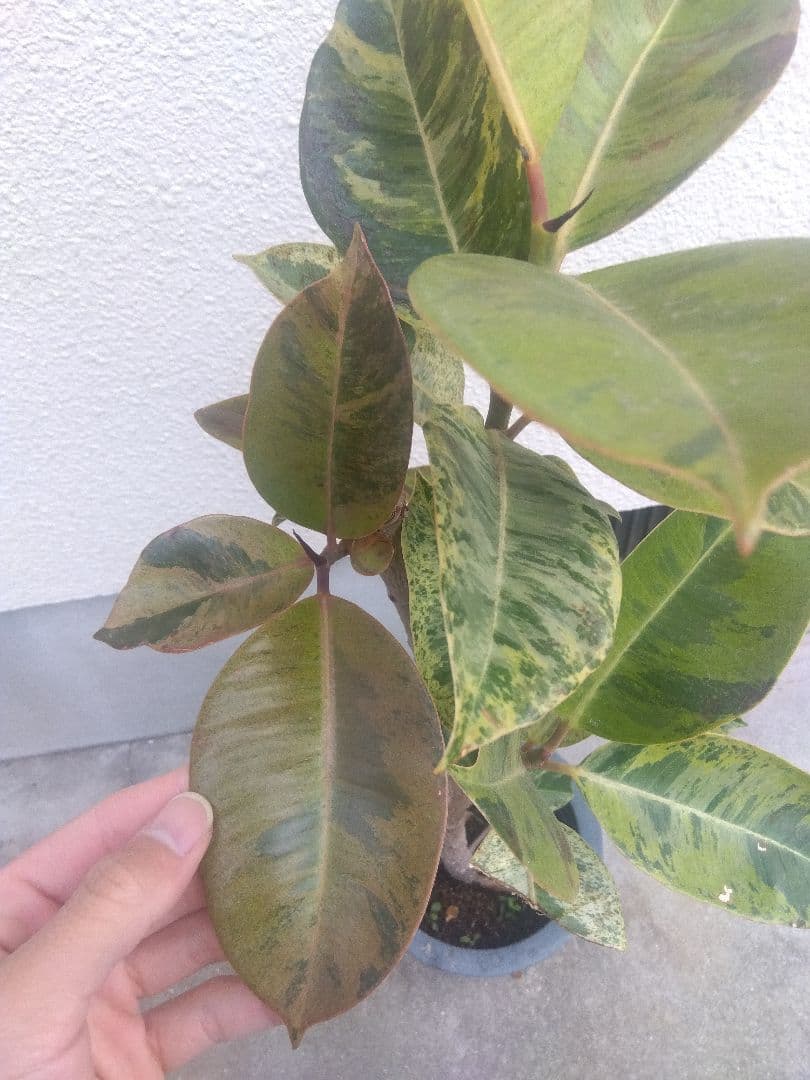 Non　フィカスジン　8号鉢つき