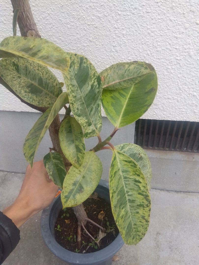 Non　フィカスジン　8号鉢つき