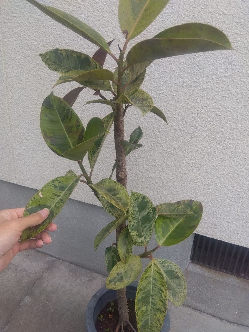 Non　フィカスジン　8号鉢つき