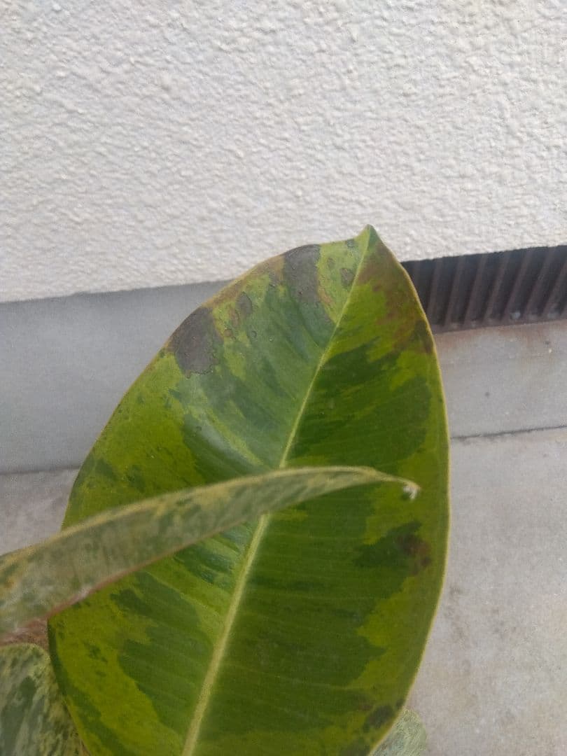 Non　フィカスジン　8号鉢つき