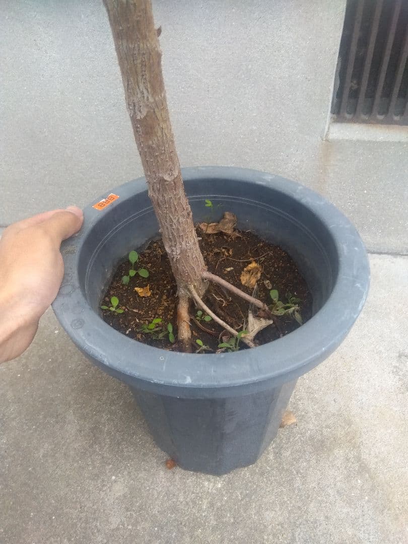 Non　フィカスジン　8号鉢つき