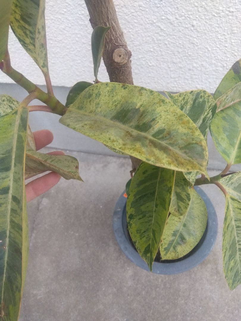 Non　フィカスジン　8号鉢つき