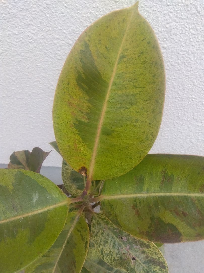 Non　フィカスジン　8号鉢つき