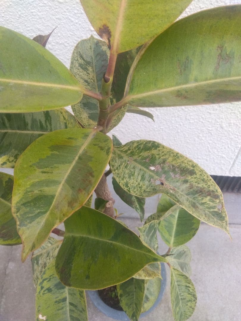 Non　フィカスジン　8号鉢つき