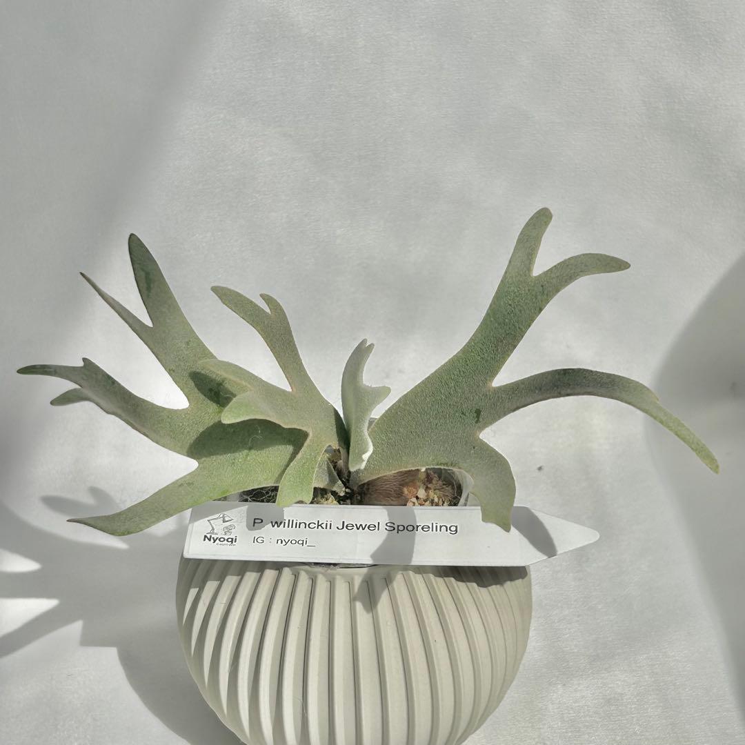 【メルカリ便】P. willinckii Jewel Sporeling【93】