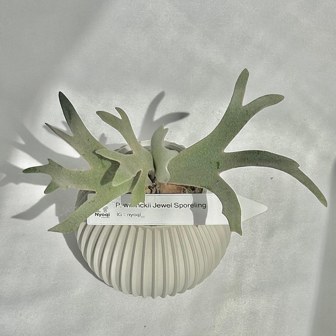 【メルカリ便】P. willinckii Jewel Sporeling【93】