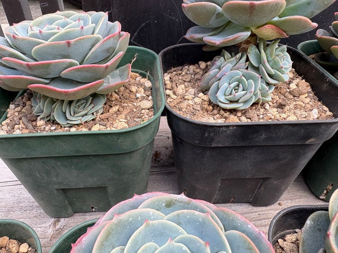 多肉植物　七福神　B