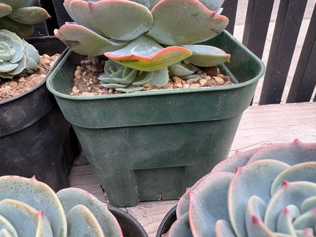 多肉植物　七福神　B