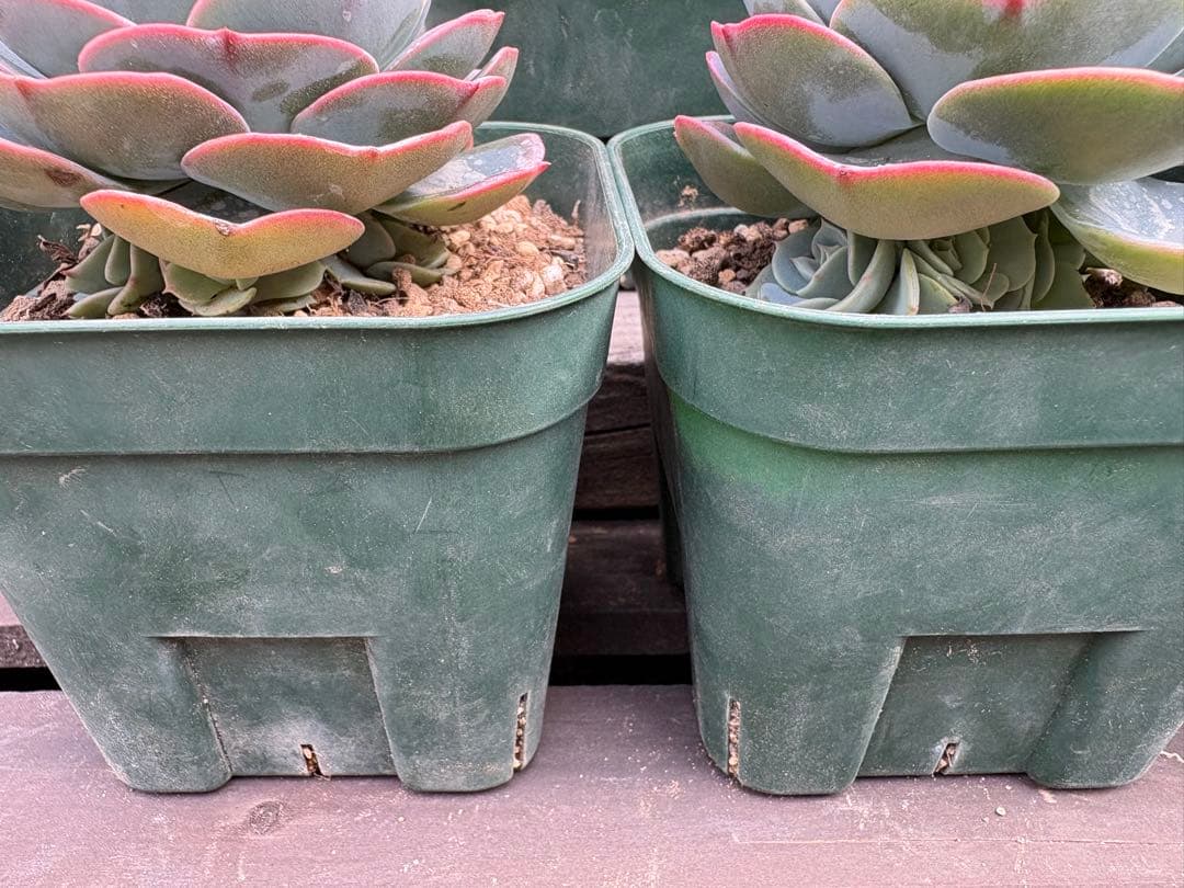 多肉植物　七福神　B