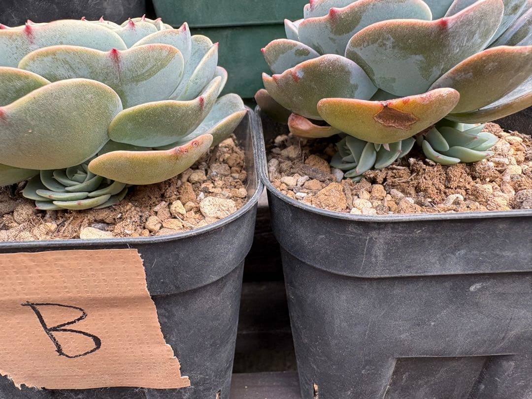 多肉植物　七福神　B